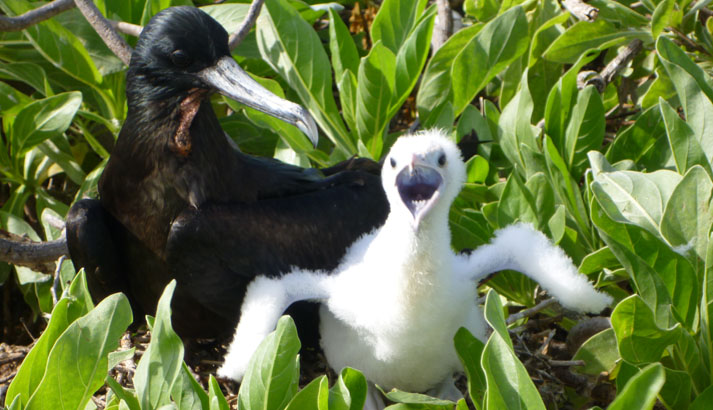 A great frigatebird mother and chick on Howland Island. These birds have a distinctive scissor-shaped tail and greatly elongated angular wings, allowing them to make spectacular flight maneuvers and soar almost effortlessly above the ocean. Photo courtesy of the USFWS.