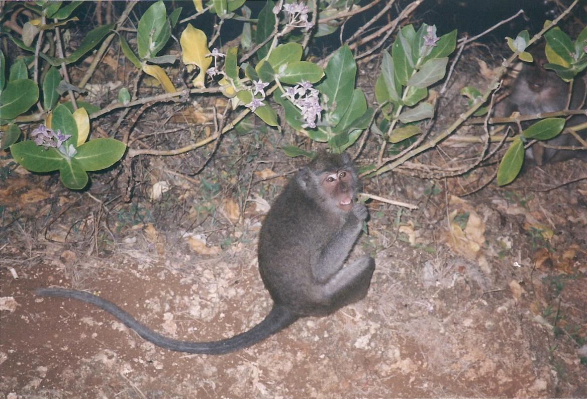 The monkeys at Pura Luhur Uluwatu on Bali are notorious pickpockets.