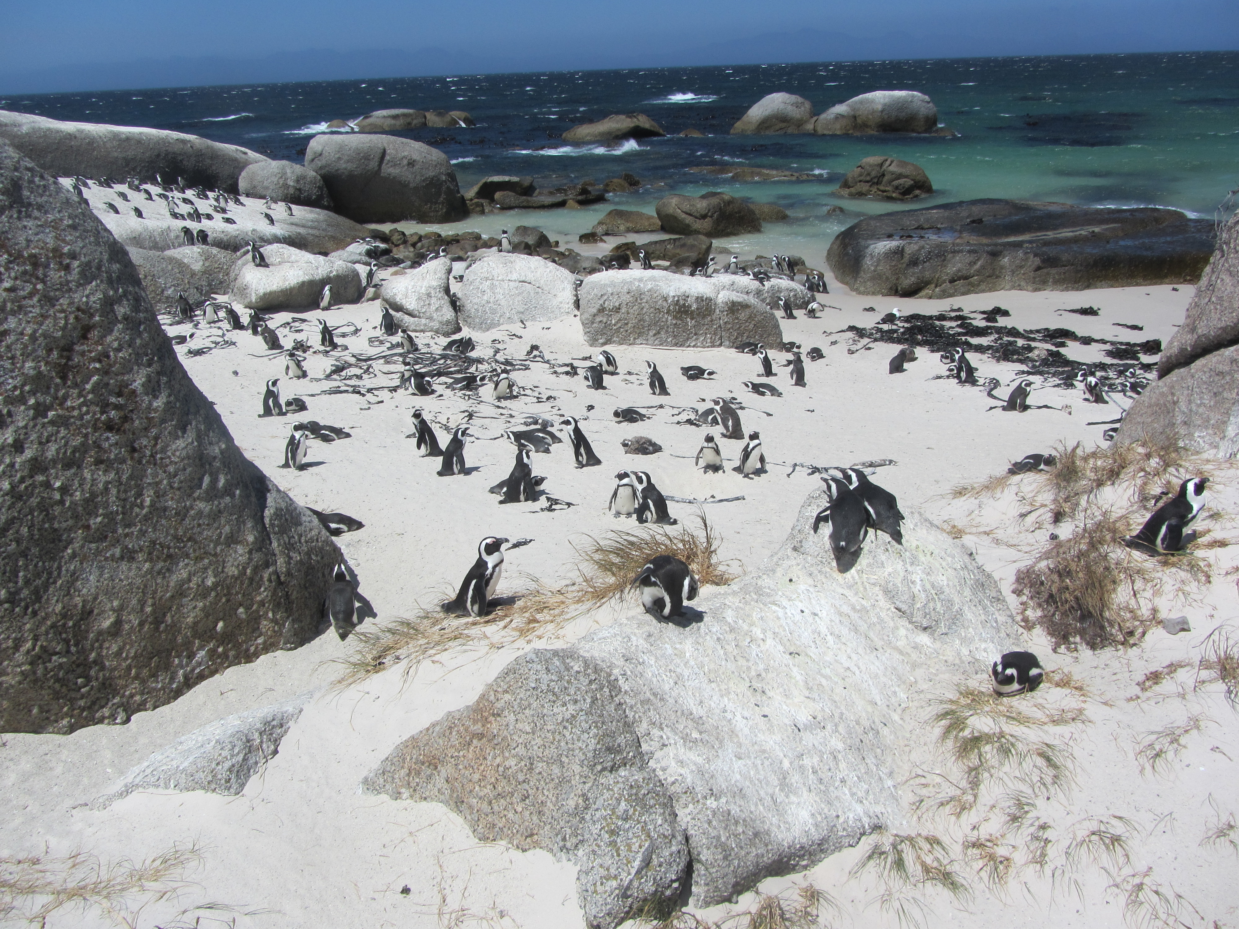 African penguins at the Boulders Penguin Colony in Table Mountain National Park. 