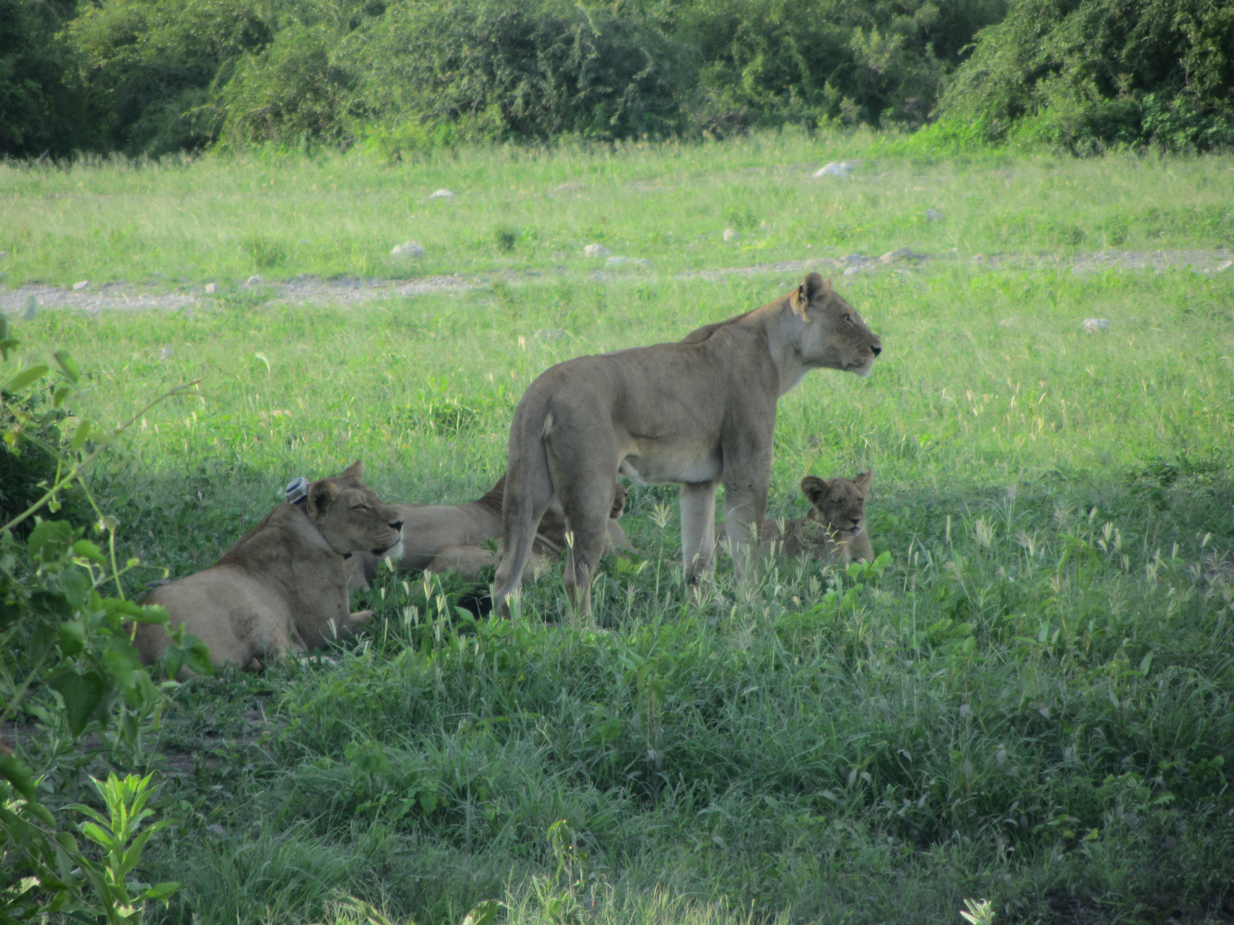 A mother lion keeps watch while the rest of her group dozes at Chobe National Park.