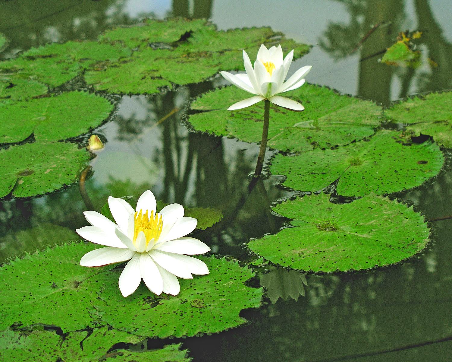 Lotus blossoms.