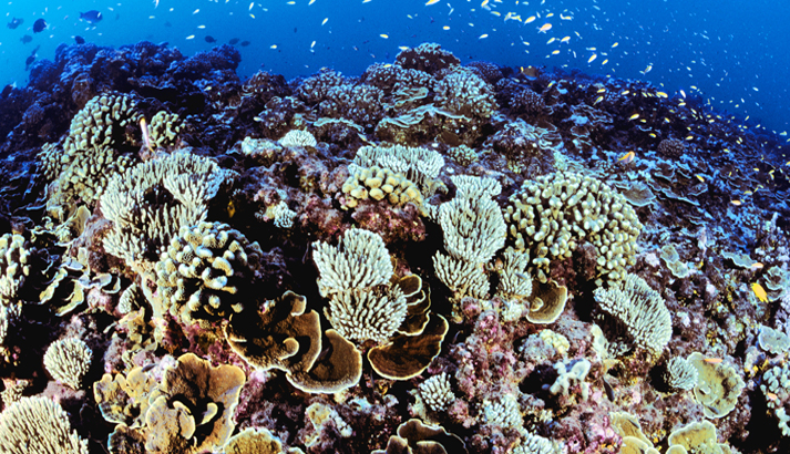Coral gardens at Jarvis Island National Wildlife Refuge. Image courtesy of USFWS.