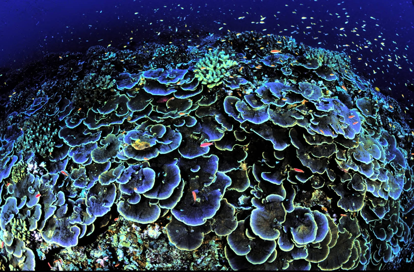 Montipora genus corals are most common in shallow reef environments with bright sunlight and moderate wave motion. Small reef fishes, such as the hawkfish, live near Montipora colonies and perch on the ridges of the coral. Image courtesy of the US Fish and Wildlife Service.