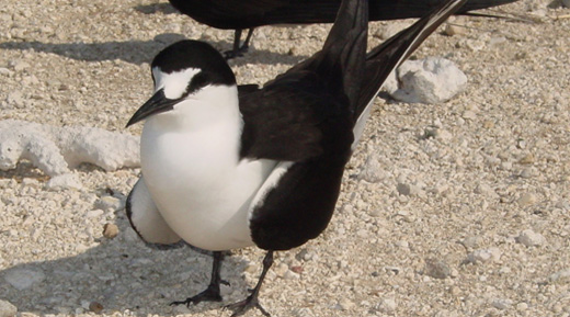 A sooty tern on the beach at Jarvis Island. Photo courtesy of USFWS.