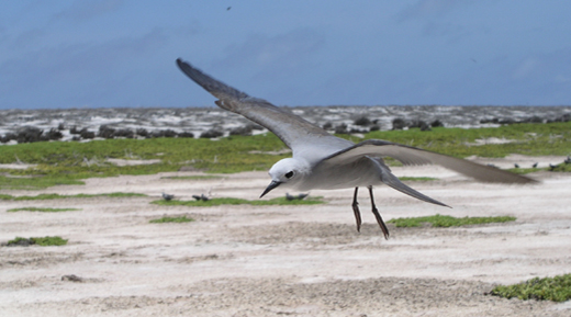 A small, delicate tern, the blue noddy is distinctive due to its pale plumage, with an all-grey head and upperparts and even paler white-grey underparts. The upperwing is slightly darker than the rest of the body. Here a noddy sails in for a landing on Jarvis Island. Photo courtesy of the USFWS. 