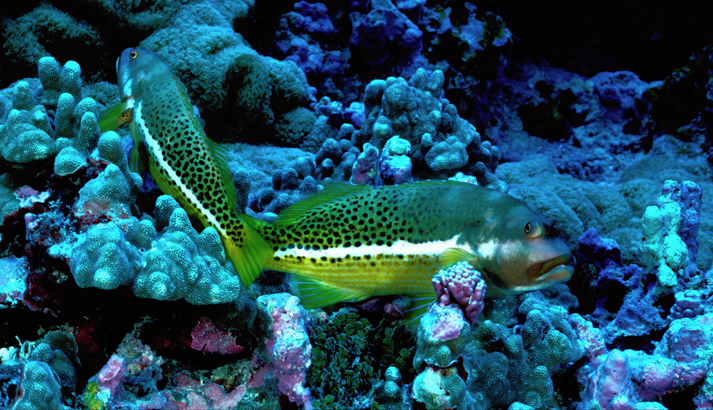 Green hawkfish nestled in some of the coral surrounding Jarvis Island. Photo courtesy USFWS.