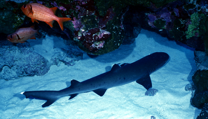 A whitetip reef shark and squirrel fish in the coral reef surrounding Jarvis Island. Photo courtesy of USFWS.