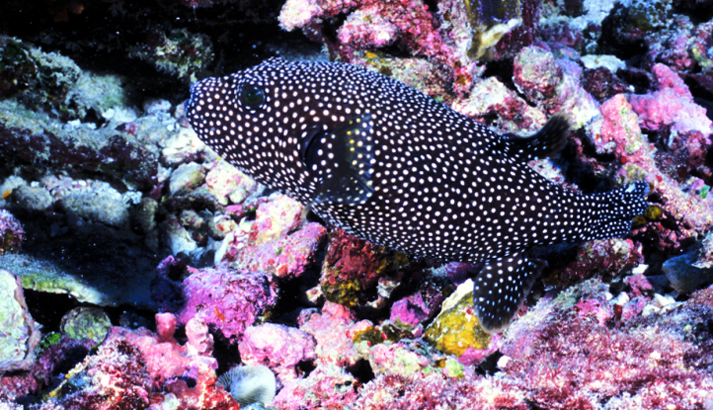 Pufferfish swimming in a coral garden at Jarvis Island National Wildlife Refuge. Photo courtesy of USFWS.
