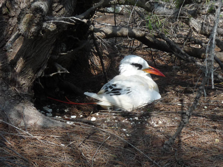Johnston Atoll National Wildlife Refuge offers a haven for shorebirds in the Pacific, including this red-tailed tropicbird. Photo courtesy USFWS/Laura M. Beauregard.