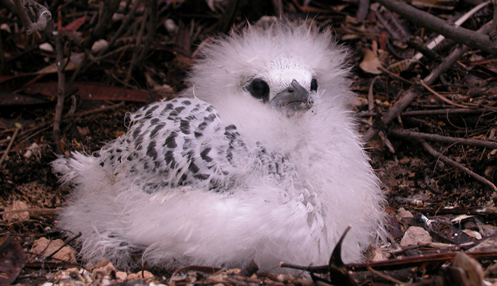 When this baby red-tailed tropicbird grows up, its beak will be bright red to match its long, red tail streamers. Image courtesy USFWS.