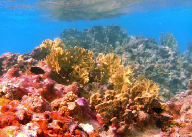 Coral reef with trigger fish at Johnston Atoll National Wildlife Refuge. Photo courtesy of USFWS/Laura M. Beauregard.