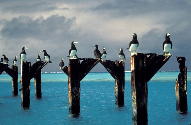 Brown boobies stake out positions atop the posts of an old pier at Johnston Atoll National Wildlife Refuge. Image courtesy of USFWS/ Lindsey Hayes.