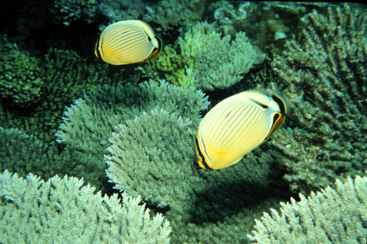 Butterfly fish feed in the waters of Johnston Atoll National Wildlife Refuge. Image courtesy of USFWS.