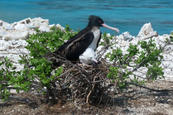 Great frigatebird protecting its young on Johnston Atoll. Image courtesy of USFWS/Laura M. Beauregard. 