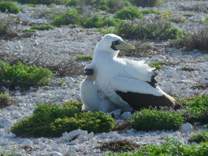Masked booby and chick on Johnston Atoll. Photo courtesy of USFWS/Laura M. Beauregard. 
