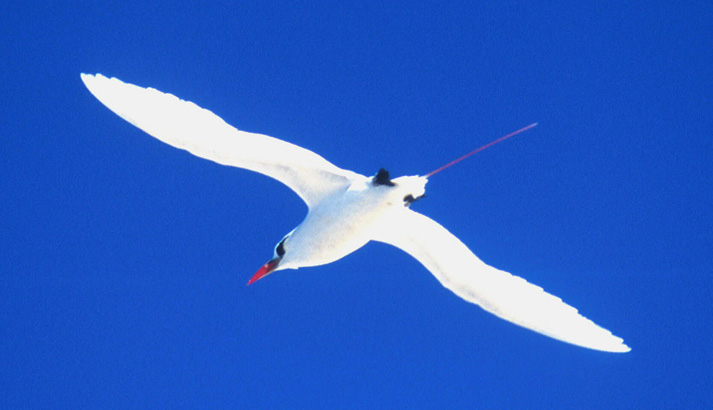 The red-tailed tropicbird is a showy, white seabird related to boobies and frigatebirds. They have long, narrow, tail feathers with red shafts. Image courtesy USFWS.