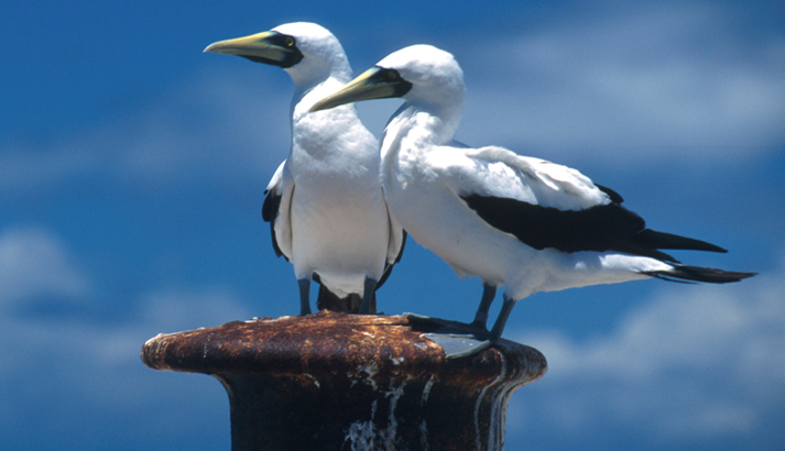 Largest of the boobies, the masked booby is overall white except for a brownish black tail, black trailing wing edges and black facial skin around the bill. Image courtesy of USFWS/D. L. Hayes.