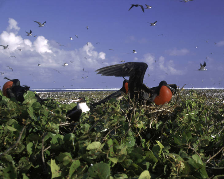 Three male great frigatebirds around a female on Johnston Atoll National Wildlife Refuge. Image courtesy of the USFWS.