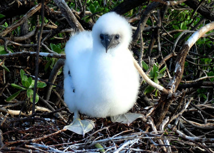 Juvenile red-footed booby on Johnston Atoll National Wildlife Refuge. Photo courtesy of the USFWS/Laura M. Beauregard.