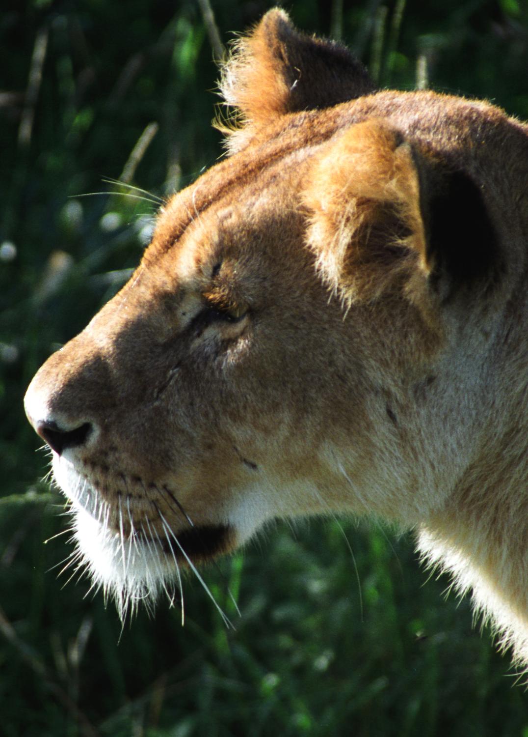 Lions can pass within feet of open safari vehicles in Masai Mara National Reserve. 
