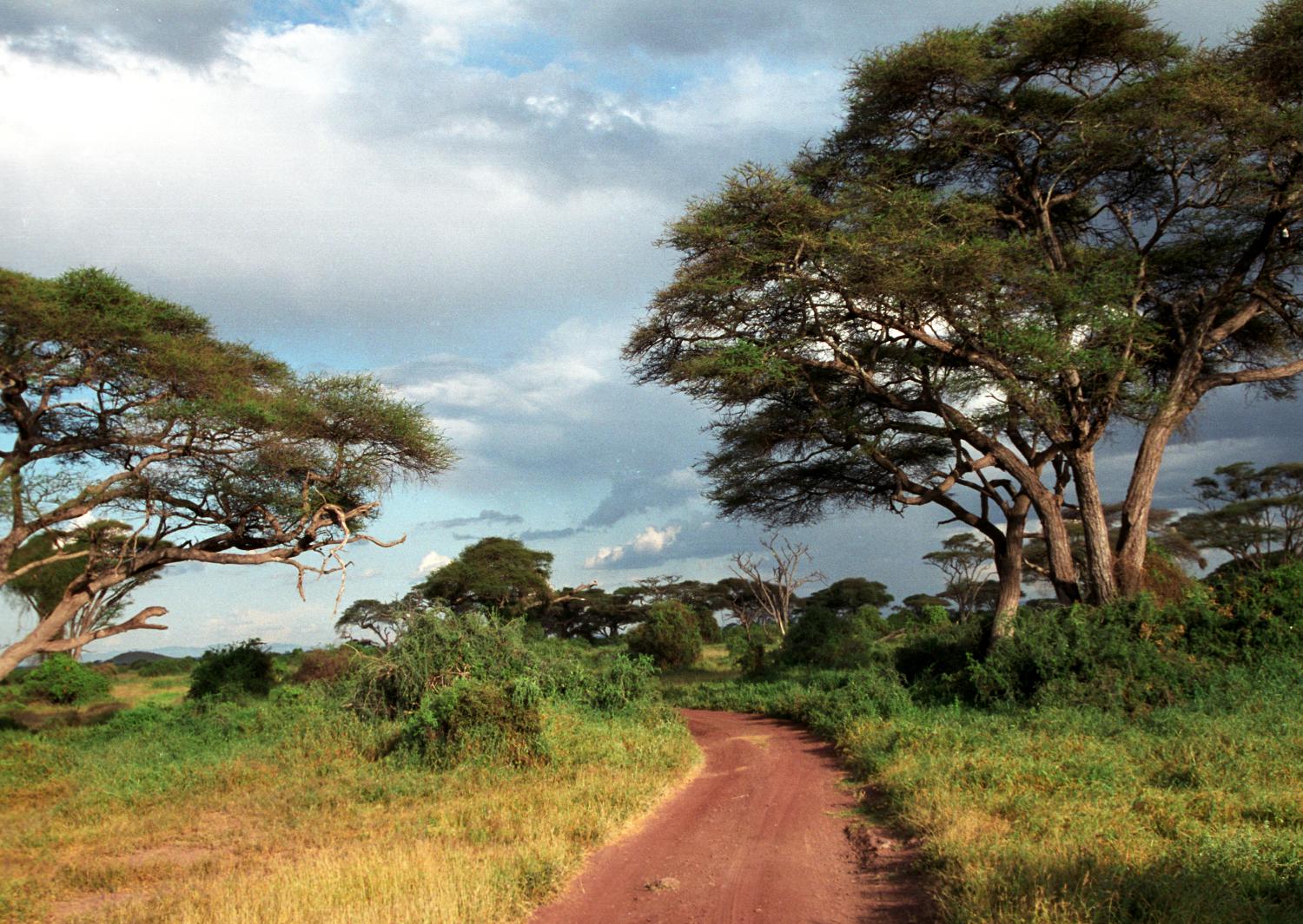 Distinctive acacia trees line the dirt road carved out by safari vehicles in the Masai Mara National Reserve.  Beautiful scenery, gentle rolling grasslands, and an abundance of wildlife define this unique region of the world. 