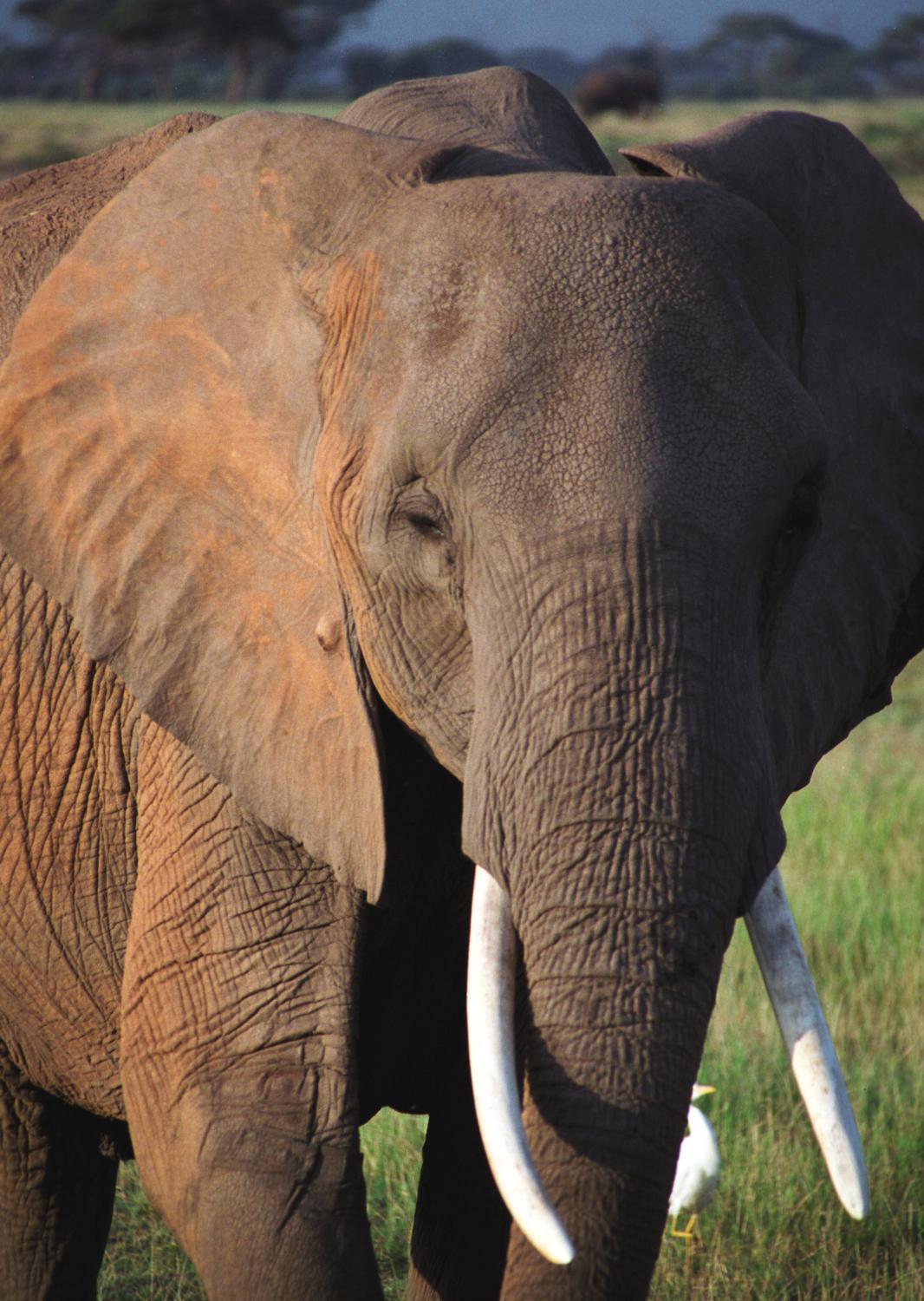 Approximately 250 km (160 mi) from Nairobi and close to the Tanzania border, Amboseli National Park affords visitors many opportunities to see magnificent animals like this one close up.  Note the small white bird near the foot of the elephant.  These "cattle egrets" are opportunistic feeders that often follow the elephants and eat the insects kicked up by the movement of their much larger friends. 