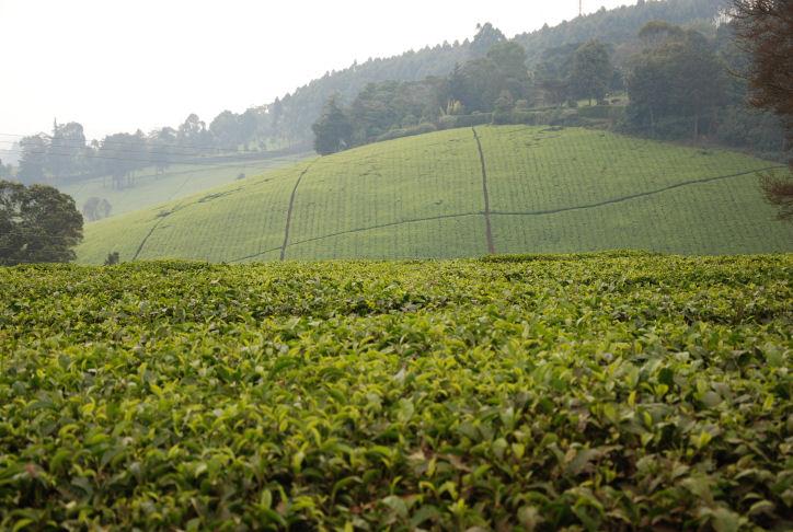 A view of the Kiambethu tea farm in Limuru. 