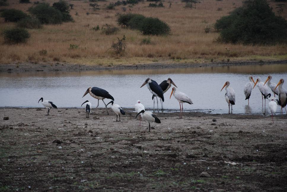 Ibis and storks in Nairobi National Park.