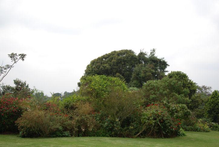 Flowering bushes at the Kiambethu tea farm in Limuru.