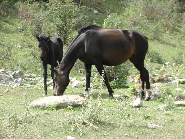 A mare and foal in the hills around Bishkek.  The Kyrgyz are notoriously fond of horses.