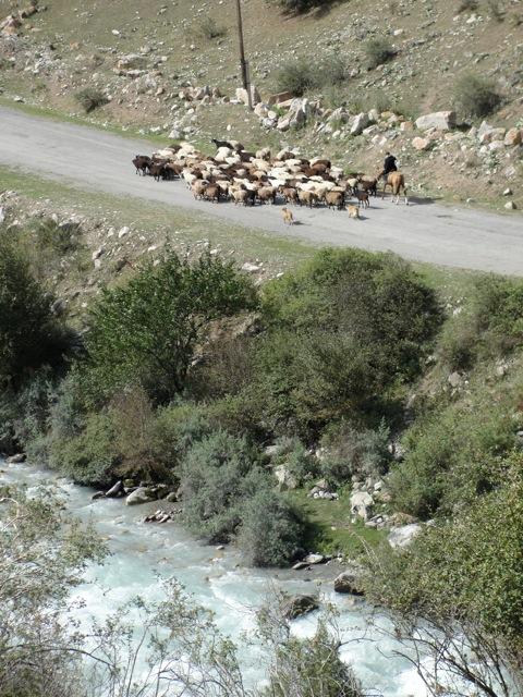 A goat herder on horseback with his dogs.
