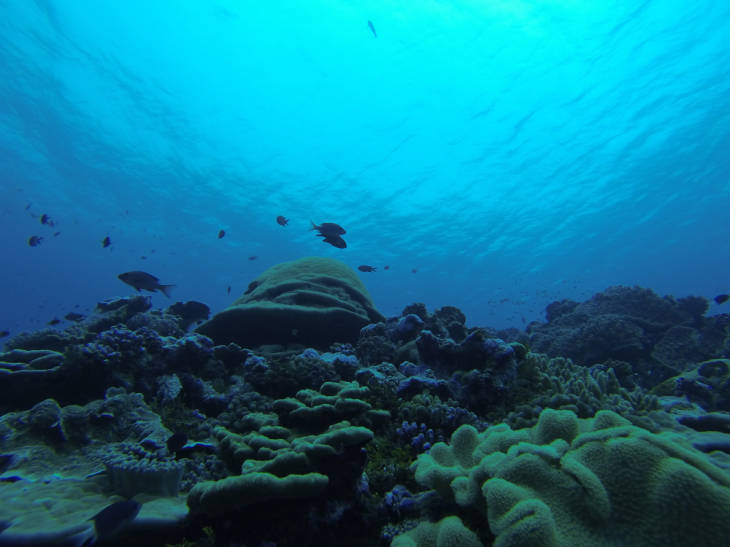 Healthy coral reef system at Kingman Reef National Wildlife Refuge. Image courtesy of USFWS/Susan White.