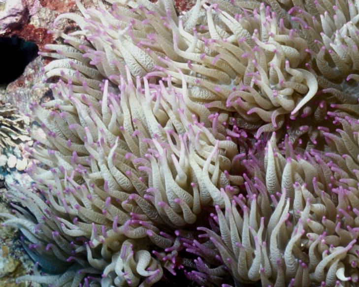 A delicate sea anemone waves its long purple-tipped tentacles at Kingman Reef National Wildlife Refuge. Image courtesy of USFWS/Jim Maragos.