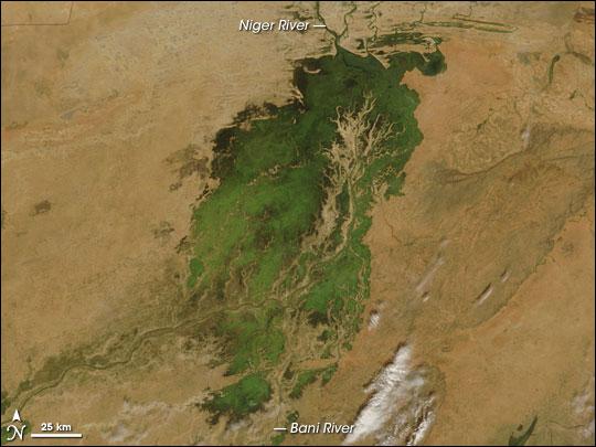 In the middle of Mali, part of the landscape gleams like a giant emerald in the otherwise arid brown African Sahel. The gleaming jewel is the Inland Niger Delta. Fed by floodwaters from the Niger River, the Bani River, and a network of smaller streams, this inland delta grows to some 20,000 sq km (7,700 sq mi) during the four-month rainy season that begins each July. During the dry season, the inland delta can shrink to roughly 3,900 sq km (1,500 sq mi).

This satellite picture of the Inland Niger Delta was taken shortly after the end of the rainy season when the landscape remained lush and green. This inland delta is a complex combination of river channels, lakes, swamps, and occasional areas of higher elevation. One such elevated area is obvious in this image, and it forms a branching shape, like a tan tree pushing up toward the north. This wet oasis in the African Sahel provides habitat both for migrating birds and West African manatees. The fertile floodplains also provide much needed resources for the local people, who use the area for fishing, grazing livestock, and cultivating rice. Image courtesy of NASA.