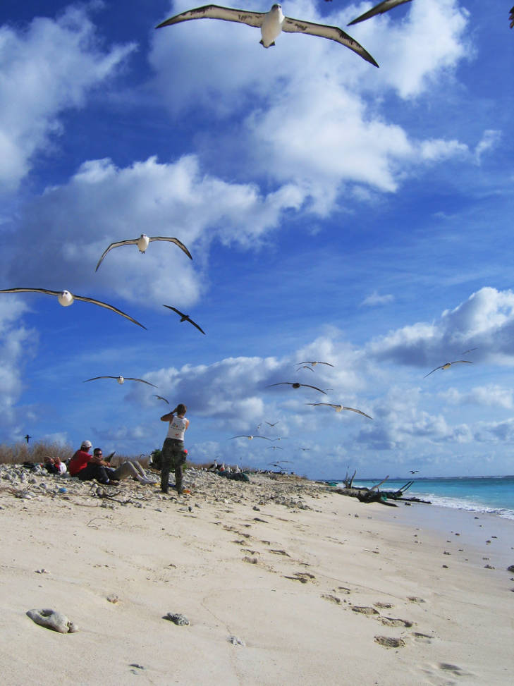 Albatross in flight on Eastern Island in the Midway Atoll National Wildlife Refuge. Nest census volunteers take a break to observe albatross gliding. Photo courtesy of the USFWS/David Patte.