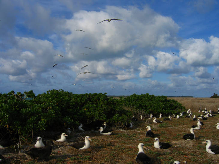 Laysan albatross nesting at Eastern Island, Midway Atoll National Wildlife Refuge. A black-footed albatross is in the lower left. The vegetation on the left is native naupaka; the vegetation in the background on the right is an invasive plant, verbesina. Image courtesy of the USFWS/David Patte.