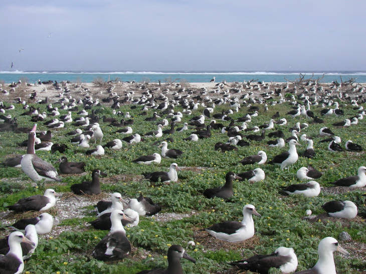 Laysan albatross and black-footed albatross nesting at Sand Island in the Midway Atoll National Wildlife Refuge. Image courtesy of the USFWS/David Patte.