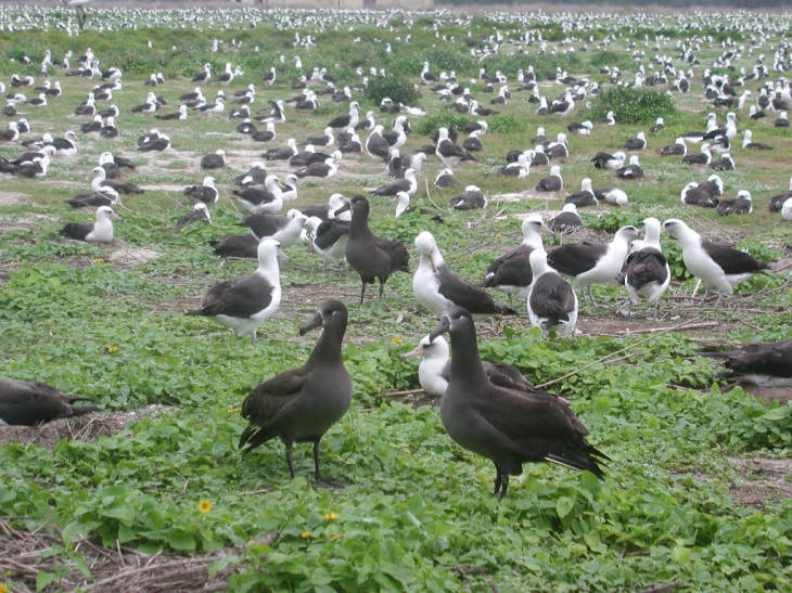 Black-footed albatrosses and Laysan albatrosses on Midway Island. Image courtesy USFWS/ David Patte.