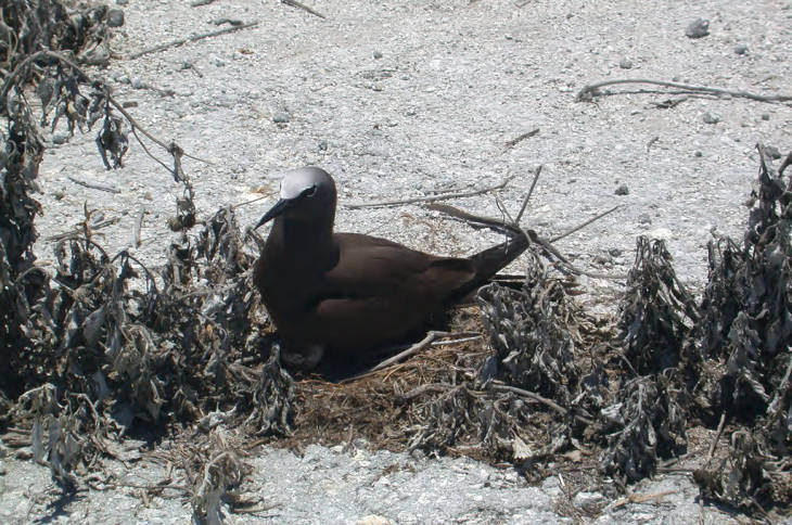 A brown noddy on its nest at Eastern Island, Midway Atoll National Wildlife Refuge. Photo courtesy USFWS/John Klavitter.
