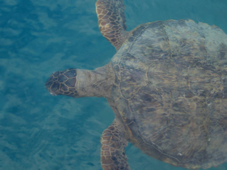 A green sea turtle swimming at the Midway Atoll National Wildlife Refuge. Photo courtesy USFWS/David Patte.