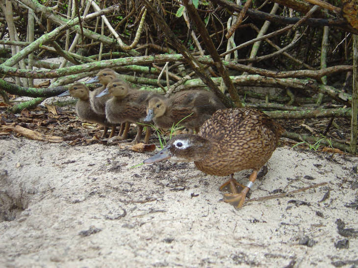 A Laysan duck with her ducklings on Midway Atoll National Wildlife Refuge. Image courtesy of the USFWS/John Klavitter.