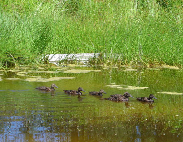 Laysan ducklings swim at Midway Atoll National Wildlife Refuge. Photo courtesy of USFWS/John Klavitter.