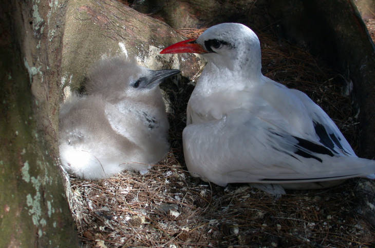 A red-tailed tropicbird is seen with its downy chick on Midway Atoll National Wildlife Refuge. Image courtesy of USFWS/John Klavitter.