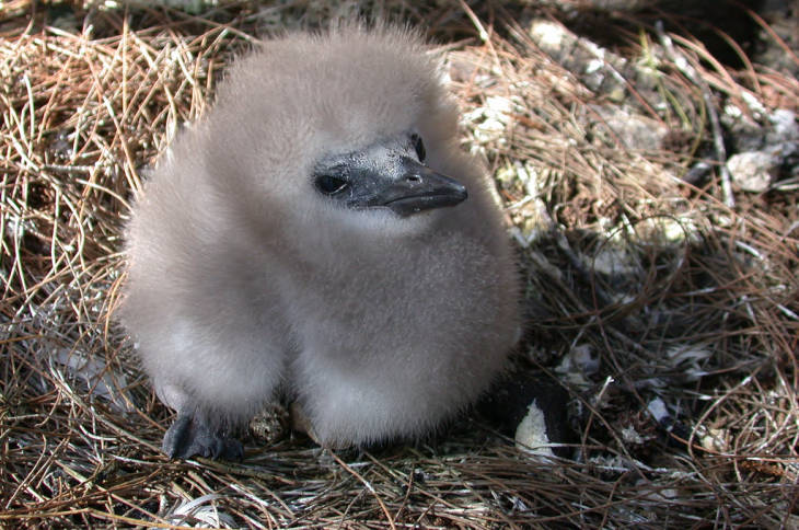 Close-up of a downy red-tailed tropicbird chick on Midway Atoll National Wildlife Refuge. Image courtesy of the USFWS/John Klavitter.
