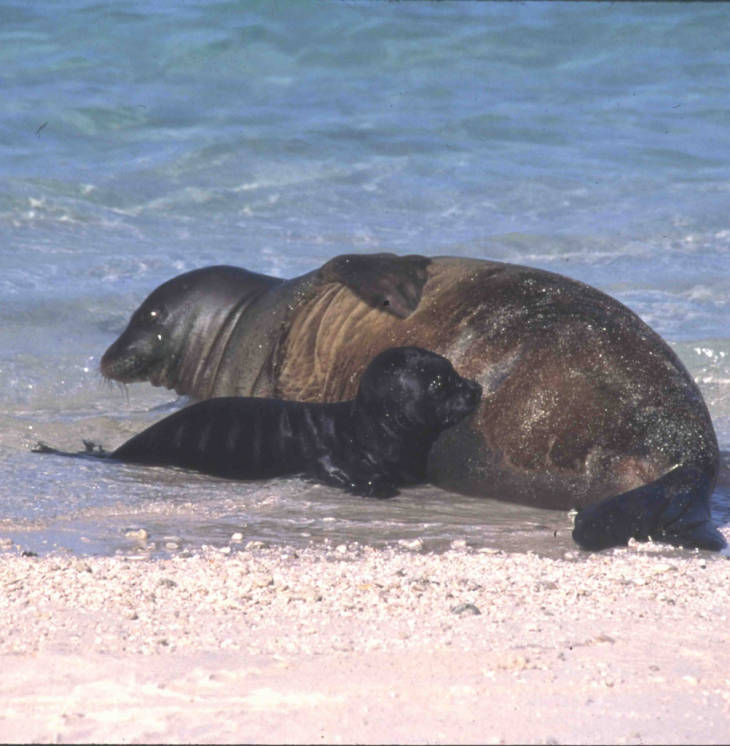 A Hawaiian monk seal with a pup on Midway Atoll National Wildlife Refuge. Photo courtesy of the USFWS/John Klavitter.