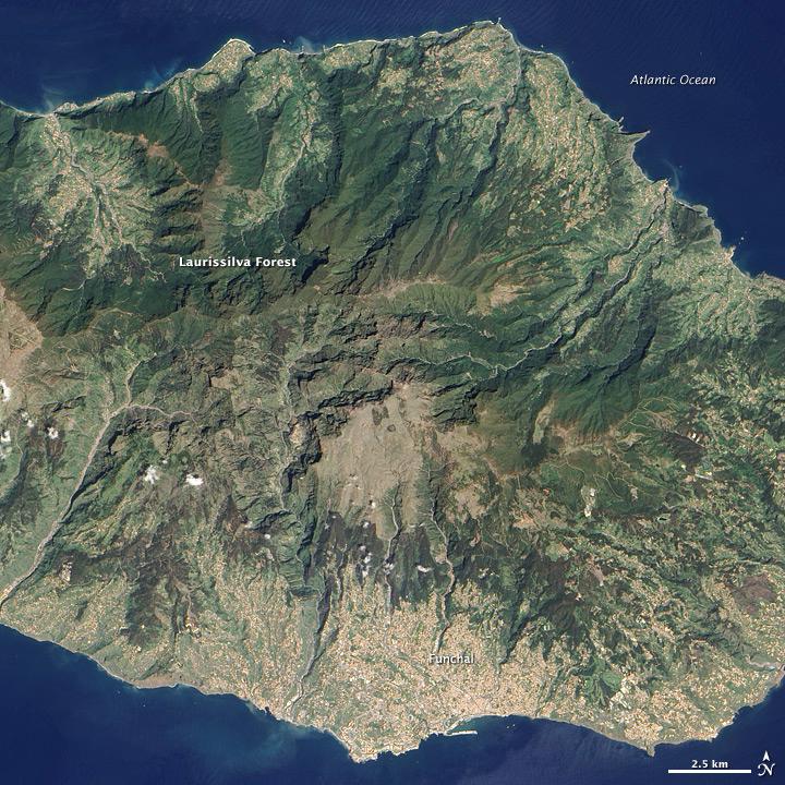 Located in the Atlantic Ocean about 700 km off the coast of North Africa, Madeira Island is the top of a giant shield volcano that rises 6 km from the ocean floor to reach an altitude of 1,862 m above sea level. When Portuguese explorers arrived there in the early 1400s, they were so impressed with the thick forest covering the steep, mountainous island that they called it Ilhe de Madeira, Island of Wood.

The forest of Madeira is known as Laurissilva, a forest that is similar to high-altitude tropical rain forests ("cloud forests"). Laurissilva is a relic of the forest that once thrived across southern Europe and North Africa, but which disappeared as the last ice age ended and the regional climate became hotter and drier. Madeira's mild, subtropical climate and isolation preserved the laurel forest as it became extinct elsewhere.

The surviving Laurissilva is both a natural reserve and a World Heritage Site. The remaining forest covers about 15,000 ha, making it the largest Laurissilva forest in the world. About 90% of the forest is believed to be old growth, primary forest, according to the UN. The Laurissilva includes a wide diversity of flora, including a number of rare ferns and flowering plants. Image courtesy of NASA.

