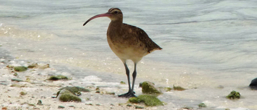 The bristle-thighed curlew is a medium-sized shorebird that breeds in Alaska and winters on tropical Pacific islands. Here it patrols a Palmyra Atoll shoreline. Image courtesy USFWS.