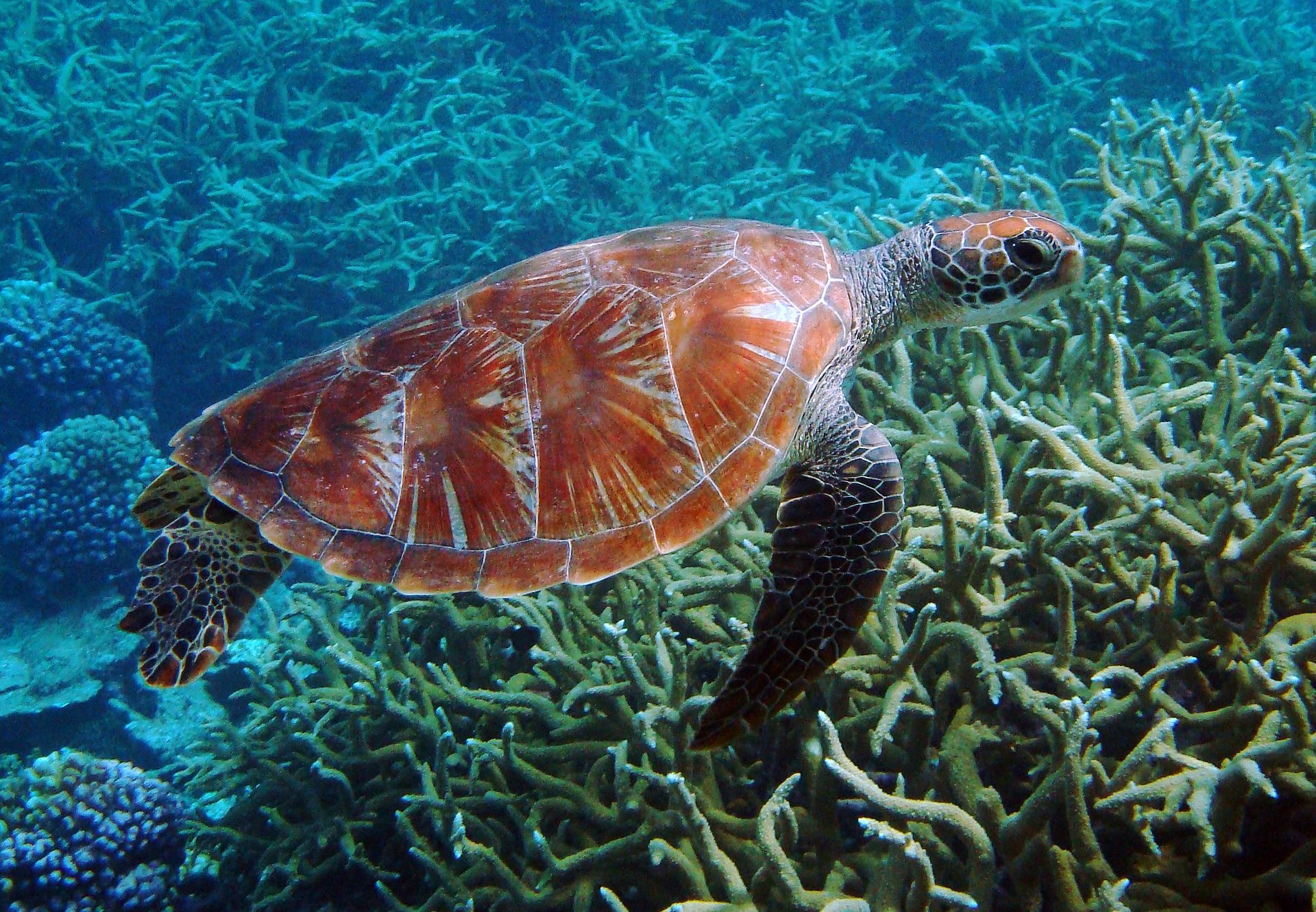 Green sea turtles are commonly observed at Palmyra Atoll National Wildlife Refuge. Image courtesy USFWS/Kydd Pollock.