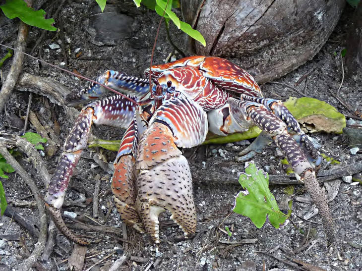 A close-up of a coconut crab on Palmyra Atoll National Wildlife Refuge. Photo courtesy of USFWS/Laura M. Beauregard.