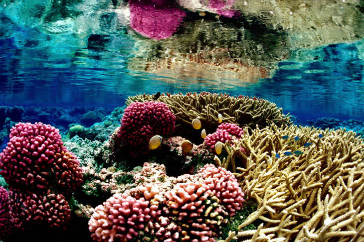 A colorful underwater image of a coral reef at the Palmyra Atoll National Wildlife Refuge. Photo courtesy of USFWS Jim Maragos.